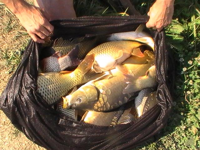 pestiiiiiiiiiiii - pic3816.JPG